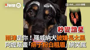 兩津是你！羅威納犬被嫌長太黑阿嬤幫畫「痱子粉白粗眉」網笑瘋| 今日即新聞| 生活| 播吧BOBA |