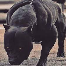 49 me gusta 0 comentarios pit bulls pitbullsoriginal en instagram pitbull kopek turleri buyuk kopekler pitbull