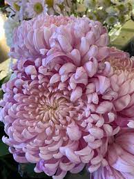 Maybe you would like to learn more about one of these? Highland Park Flowers Posts Facebook