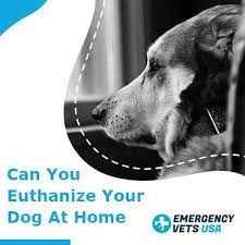 You can do so by making sure he/she is lying down in a comfortable, warm space. Can You Euthanize Your Own Dog At Home Should You Use Your Vet