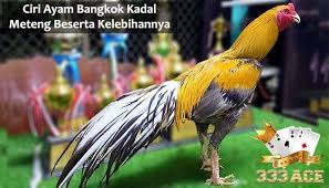 Ciri Khas Ayam Bangkok Siam Thailand Asli Dan Kelebihannya Thailand Bangkok Asli