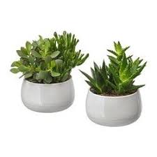 Ikea Nederland Interieur Online Bestellen Pots Succulentes Fleurs Ikea Plantes Grasses