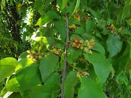 Image result for Guazuma