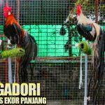 Harga Jual Ayam Dan Jenis Jenis Shamo Ori Jepang Di 2020 Jepang Sejarah Jepang Buku Sejarah