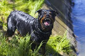 Anche se i cani canarie non appartengono a razze di cani più malvagi del mondo, tuttavia, è una minaccia diretta al loro proprietario, un fulmine si nonostante il fatto che il pastore abbastanza equilibrato e intelligente, vale la pena ricordare che questa è una delle razze di cani più pericolosi al. Le 20 Razze Di Cane Considerate Piu Pericolose Io E Il Mio Animale