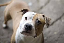 He is loving and loyal to his family members. American Staffordshire Terrier Dog Breed Information