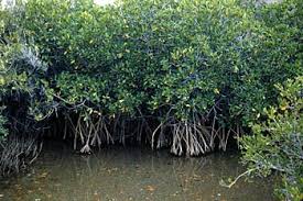 Image result for Rhizophora