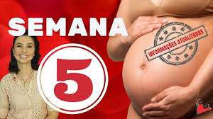 5 Semanas De Gravidez Youtube