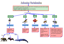 Vertebrados Los Animales Mas Evolucionados Clasificacion De Seres Vivos Vertebrados Anfibios Caracteristicas