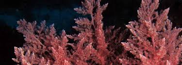 Image result for Angraecopsis malawiensis