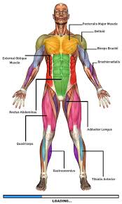 3pbfjaq83ngey9horbpze Sfcua2gyndgqujtqjb Qfnilxuzfck 2sxj I0xvxhia H900 480 800 Pixels Muscular System Anatomy Human Anatomy Muscle Anatomy