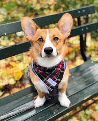 Browse thru our id verified puppy for sale listings to find your perfect puppy in your area. Corgi Puppies Colorado Rescue