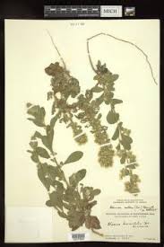 Image result for Blumea axillaris