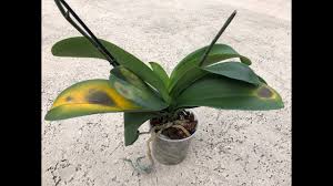 See more ideas about phalaenopsis orchid, phalaenopsis. Phalaenopsis Orchid Leaves How I Damaged Them Warning Careful When Cleaning Orchid Leaves Youtube