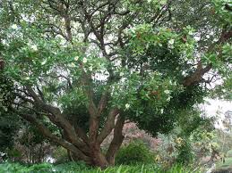 Gordonia Axillaris At Hn Gardens Beautiful Small Tree Baum