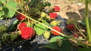 6 000 Saisonniers Recherches Pour La Cueillette Des Fruits Et Legumes Dans L Aisne