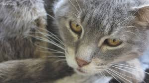 Search for cats for adoption at shelters near minneapolis, mn. 115 Cats Removed From Todd County Home Several Available For Adoption Kare11 Com
