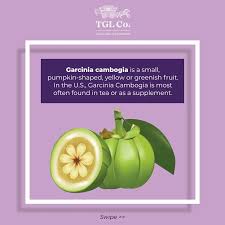 Image result for Garcinia acutifolia