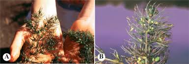 Image result for Ceratophyllum muricatum