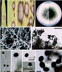 Image result for Ozoroa nigricans