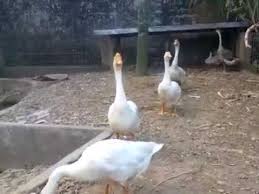 Ei si ce eu nu sunt.de vanzare ? Gaste De Vanzare Youtube