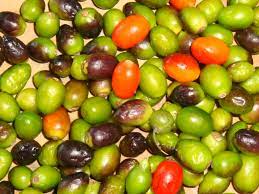 En chile sólo existen 3 requisitos para cambiar el nombre. Chile Piquin Wikipedia La Enciclopedia Libre