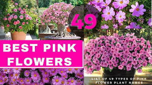 Hawaiian flower names and beautiful flowers. List Of 49 Types Of Pink Flower Plant Names Best Pink Flowers Youtube