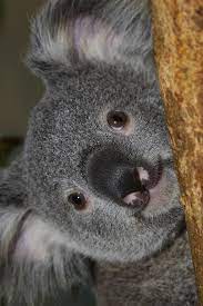 Pin By Susan Kisner On Her Story His Story Their Storys Koala Bear Koala Cute Animals