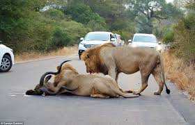 Image result for lion rips woman's arm off in her car and Africa