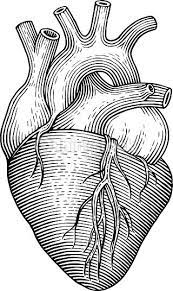 Engraving Vector Heart Isolated On A White Backgrounds Anatomical Heart Drawing Human Heart Drawing Anatomical Heart Art