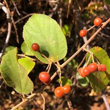 Image result for Grewia flavescens