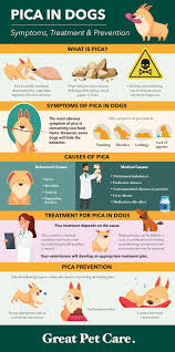 Dogs love chasing after a piece of the dog that swallowed a 36 inch leather belt. Pica In Dogs Great Pet Care