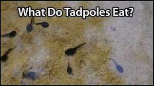 Remember that these steps are only for tadpoles and not frogs, or frogs that still have a. What Do Tadpoles Eat