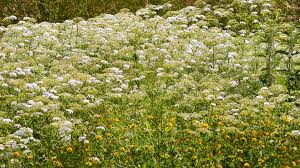 We did not find results for: Nasselutslag Eller Urtikaria Kliande Utslag Som Flyttar Sig