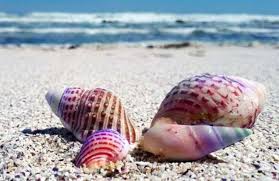 (victor hugo) il mare presta la voce al vento, ma i sussurri li tiene segreti. Curiosita Sui Molluschi Fatti Straordinari Su Questi Animali
