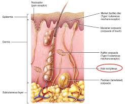 Merkel's disc (sustained touch and pressure) free nerve endings; Mnsr 26 Mechanoreceptors And Chemoreceptors Flashcards Chegg Com