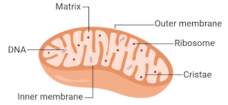 Mitochondria Structure And Function With Diagram In 2021 Mitochondria Structure Structure And Function Mitochondria