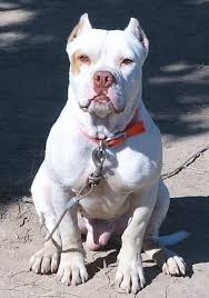 White Pitbull Pitbulls Dog Breeds Beautiful Dogs