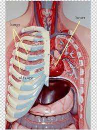 This page is about anatomy of ribs lungs and diaphragm,contains normal anatomy and flow during the complete examination: Rib Cage Organ Thoracic Cavity Internal Thoracic Artery Organs Heart Lung Anatomy Png Klipartz