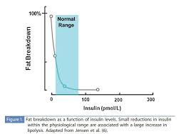 The Sweet Spot For Intermittent Fasting Better Humans Medium