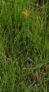 Image result for Platycoryne