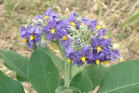 Image result for Solanum mauritianum