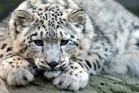 Résultat de recherche d'images pour "snow leopard biting tail"