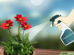 Dahlias require large containers filled with enough potting compost for proper growth. How To Grow Dahlias In Pots With Pictures Wikihow