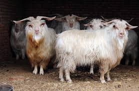 Chinese woman kill goat please subscribe to my channel help me reach 100 subscribers share this video. What Is Cashmere Is The Wool Cruel To Animals And Why Is It So Expensive