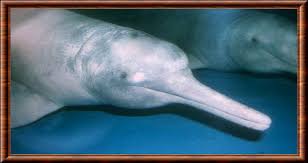 Fait le dauphin en amazonie. Dauphin D Amazonie Inia Geoffrensis