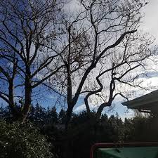 Local tree service tree removal in lake stevens, wa. Arborist Services For Snohomish King County Lineage Tree Care