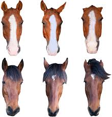Horses discriminate between facial expressions of conspecifics | Scientific  Reports