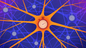 Neurons are cells within the nervous system that transmit information to other nerve cells, muscle, or gland cells. A New Kind Of Information Coding Seen In The Human Brain Quanta Magazine