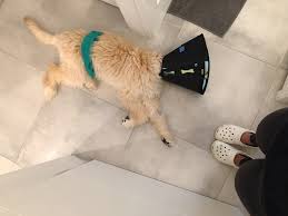 Find a spay & neuter clinic. The Best Alternative To The Dog Cone After Spay Neuter